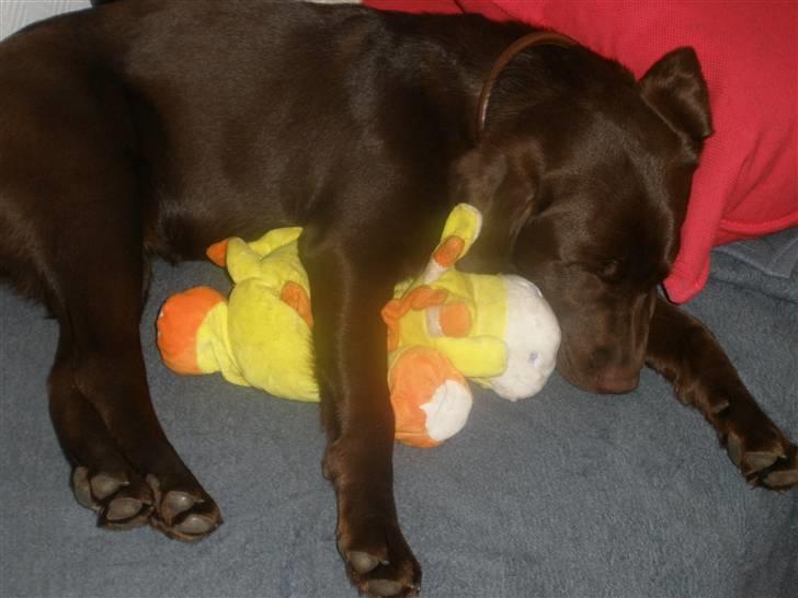 Labrador retriever Askepot - Får sig en middagslur med sin nye bamse billede 8