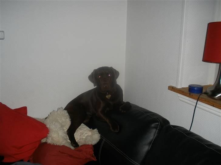 Labrador retriever Askepot billede 9