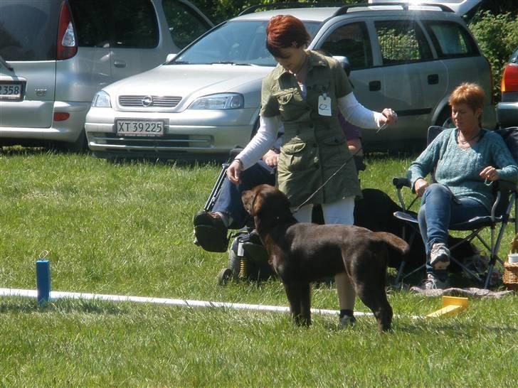 Labrador retriever Askepot - Til skue i Ulfborg d.24.05.2009 billede 10