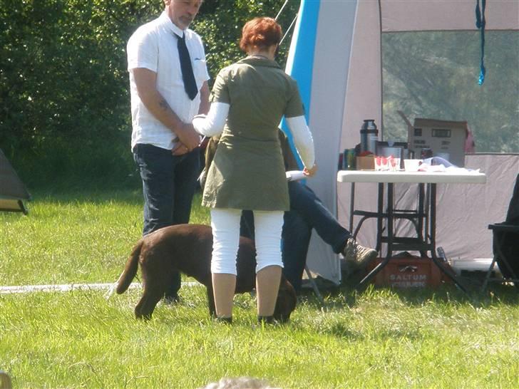 Labrador retriever Askepot - Til skue i Ulfborg d.24.05.2009 billede 11