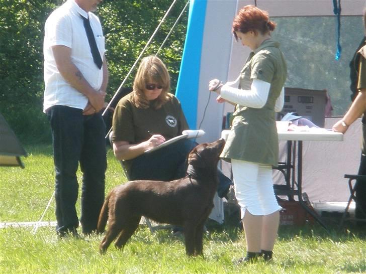 Labrador retriever Askepot - Til skue i Ulfborg d.24.05.2009 billede 12