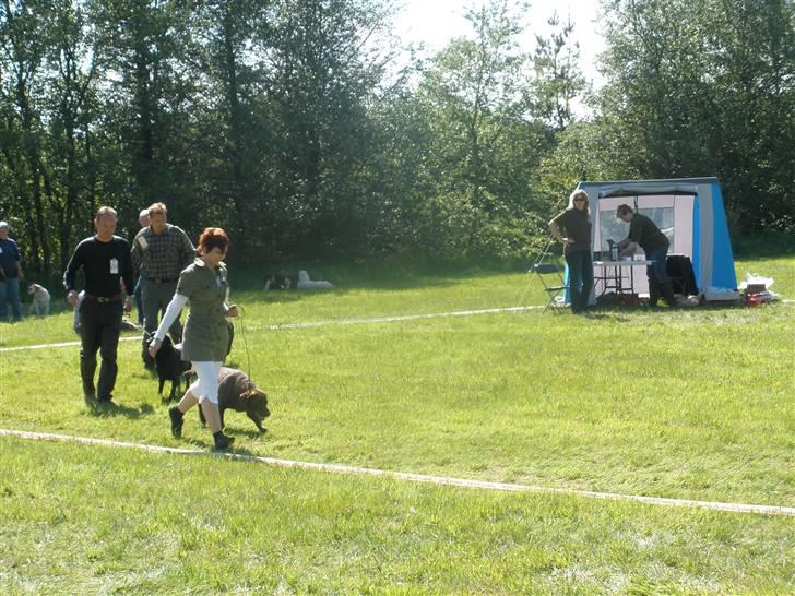 Labrador retriever Askepot - Til skue i Ulfborg d.24.05.2009 billede 13