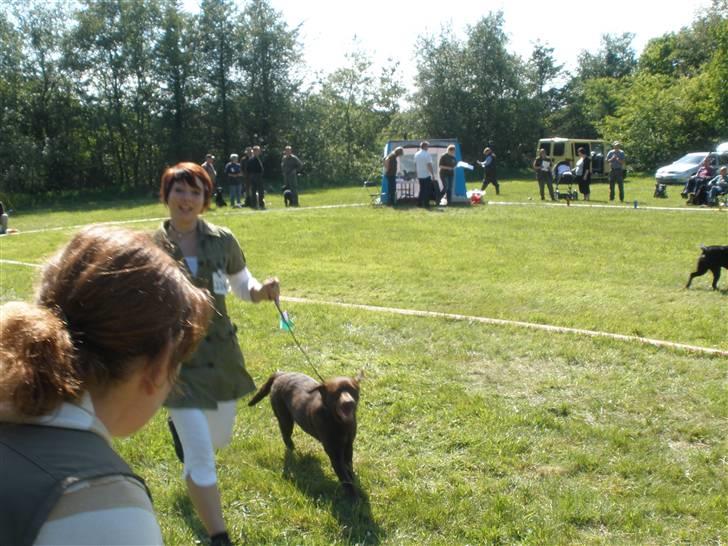 Labrador retriever Askepot - Til skue i Ulfborg d.24.05.2009 billede 14