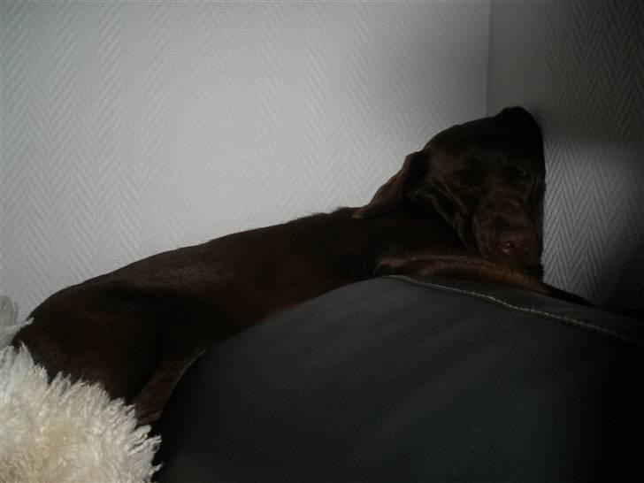 Labrador retriever Askepot - Efter 8 timers skue billede 15