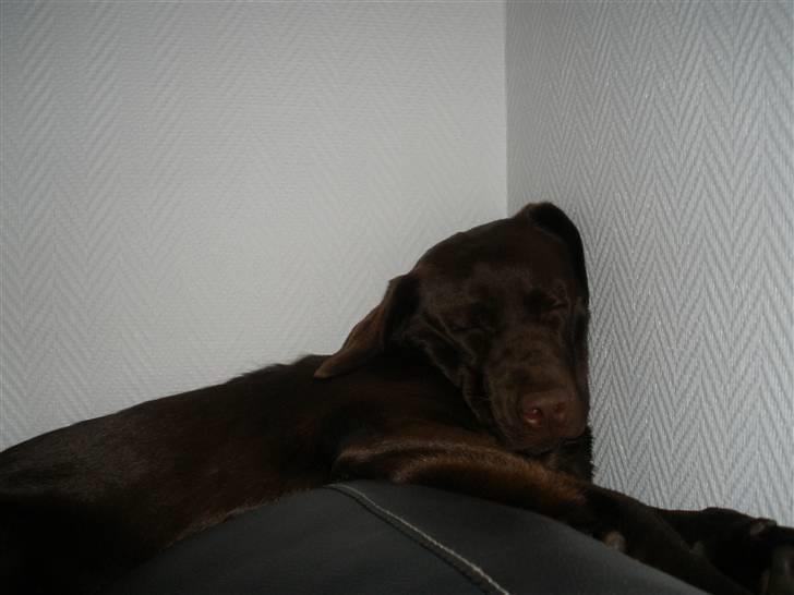 Labrador retriever Askepot - Efter 8 timers skue billede 16