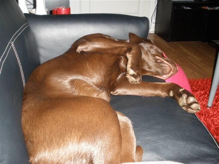 Labrador retriever Askepot - Efter 8 timers skue billede 17