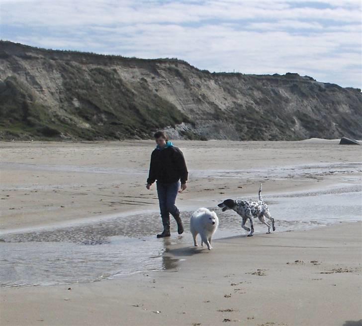 Dansk Spids Nikka - kun et lille dyp også ikke mere..  billede 7