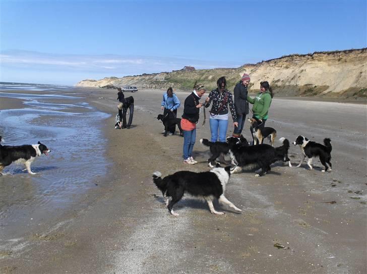 Dansk Spids Nikka - Sidste dag på V.E´s Hundeteam 08/09 "simply the best, EVER" billede 8