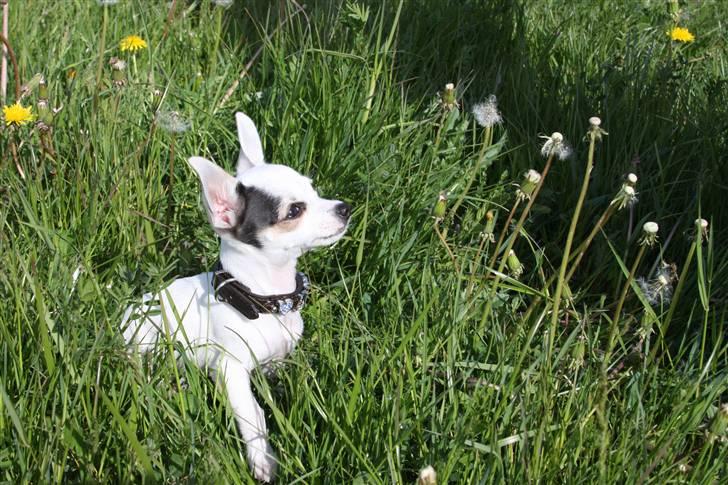 Chihuahua Lucas billede 10