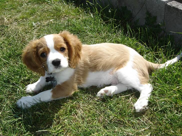 Cavalier king charles spaniel Nemo - Nemo 10 uger  billede 12