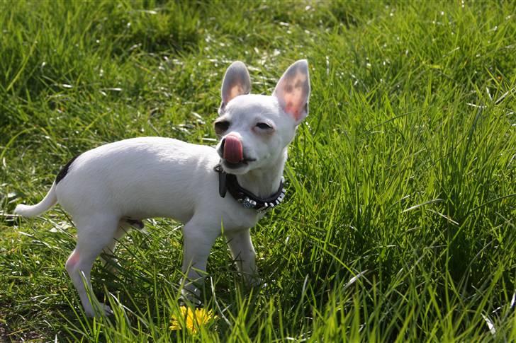 Chihuahua Lucas billede 11