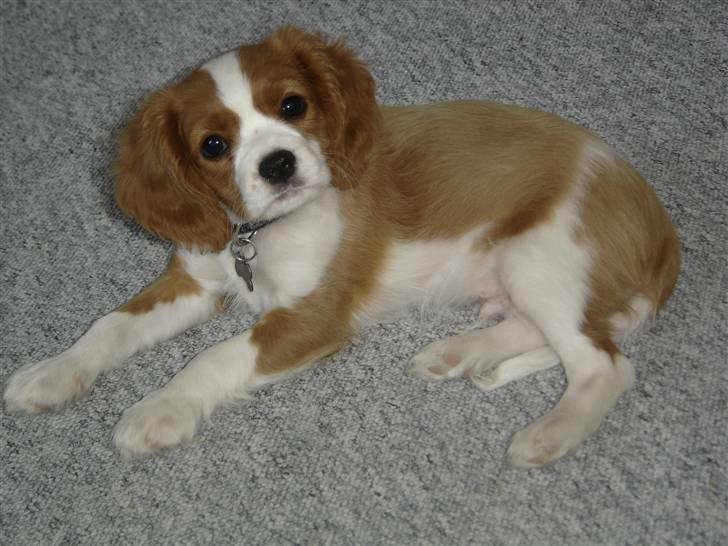 Cavalier king charles spaniel Nemo billede 13