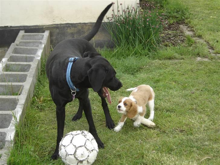 Cavalier king charles spaniel Nemo - Nemo elsker når Kenya vil lege lidt billede 14