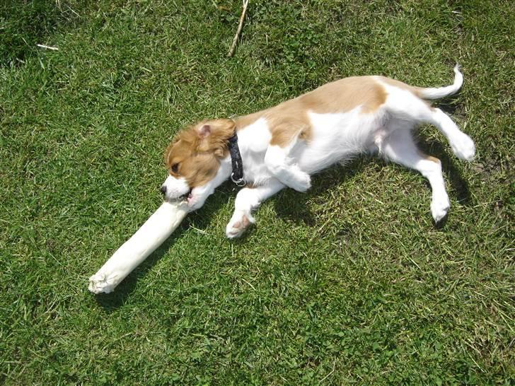 Cavalier king charles spaniel Nemo billede 15