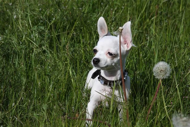 Chihuahua Lucas billede 12