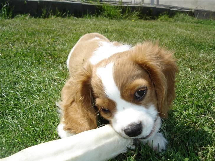 Cavalier king charles spaniel Nemo billede 16