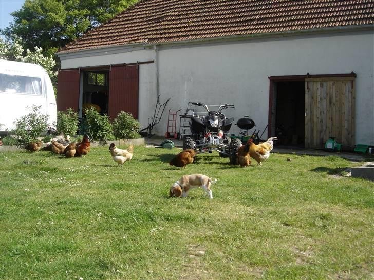 Cavalier king charles spaniel Nemo - Find Nemo ;o) billede 17