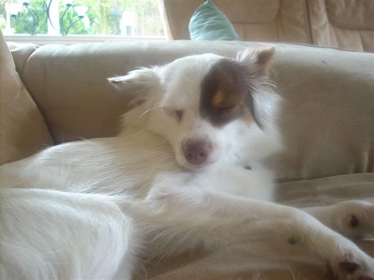 Blanding af racer Felix billede 9