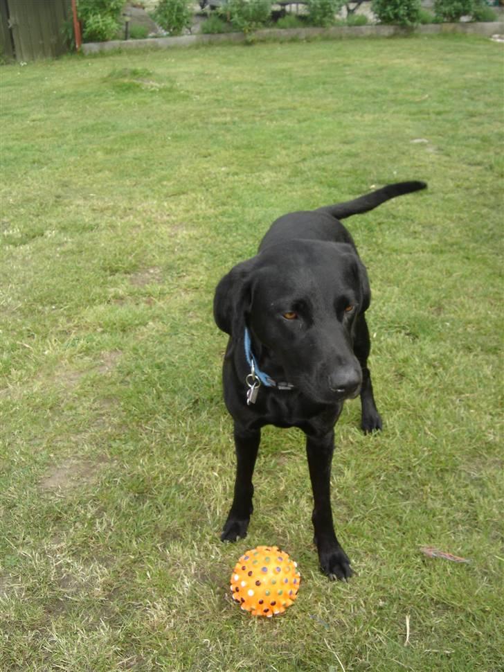 Blanding af racer Kenya billede 6