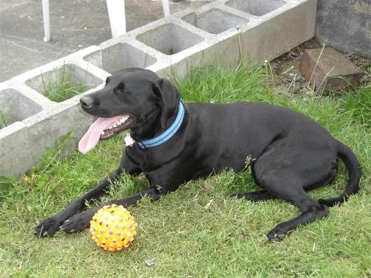 Blanding af racer Kenya billede 7