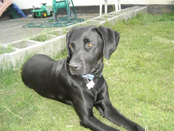 Blanding af racer Kenya billede 8