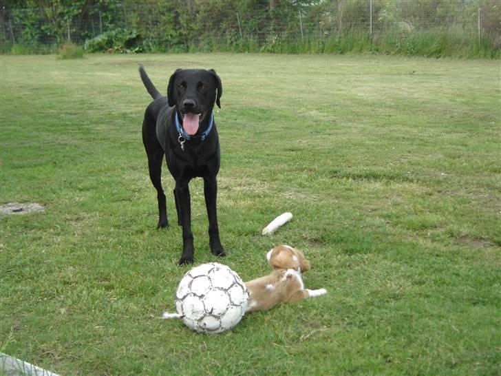 Blanding af racer Kenya billede 9