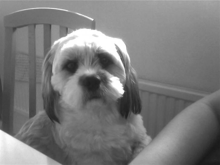 Lhasa apso Bobby - Bobby billede 4