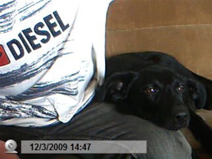 Blanding af racer bjørn billede 1