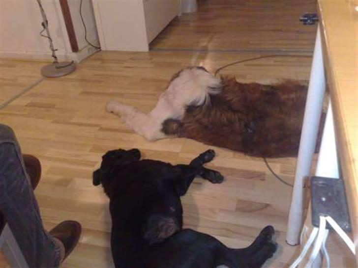 Blanding af racer bjørn billede 2