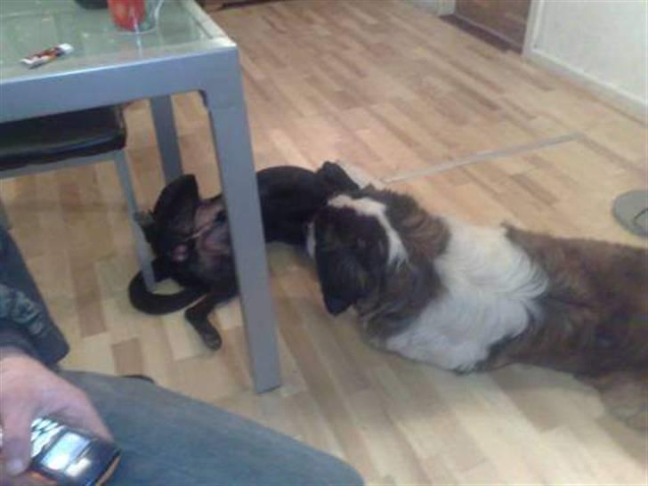 Blanding af racer bjørn billede 3