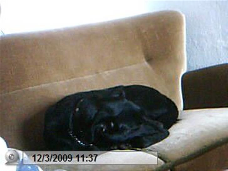 Blanding af racer bjørn billede 5