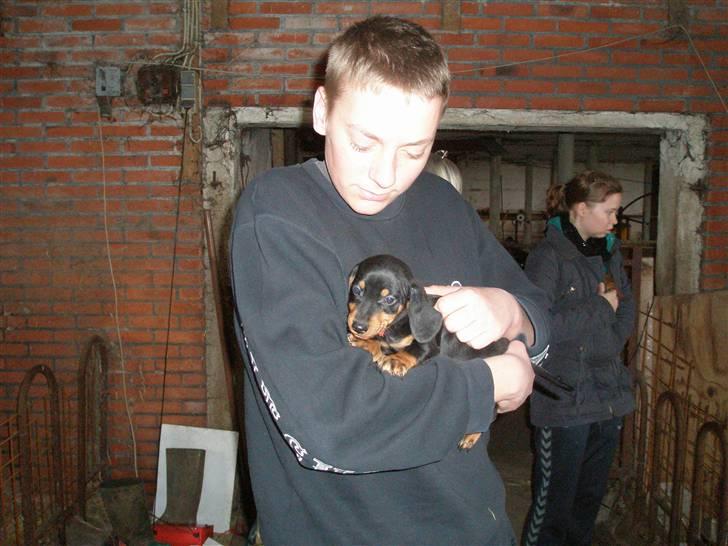 Gravhund Tjalfe billede 2