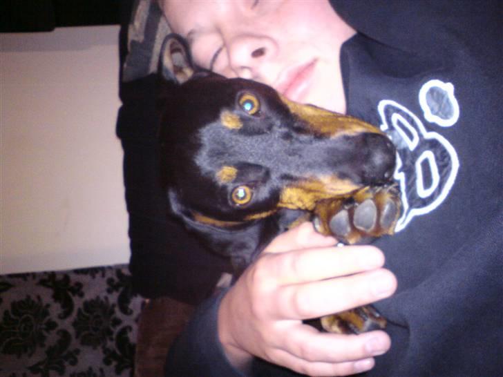 Gravhund Tjalfe billede 4
