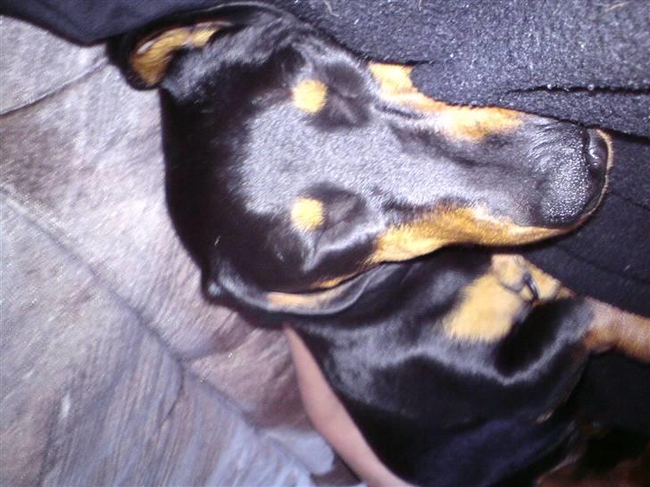 Gravhund Tjalfe billede 5