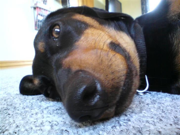 Gravhund Tjalfe billede 8