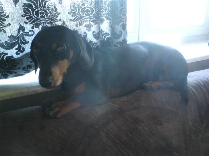 Gravhund Tjalfe billede 9