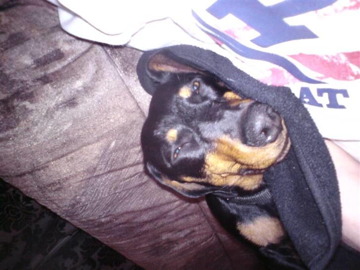 Gravhund Tjalfe billede 11