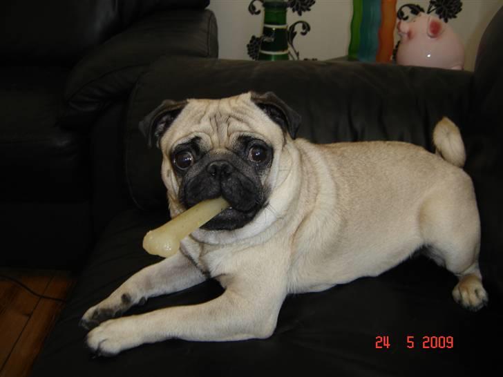 Mops Milo billede 13