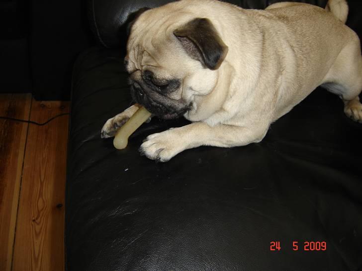 Mops Milo billede 14