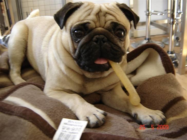 Mops Milo billede 15