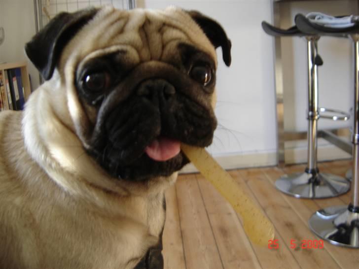 Mops Milo billede 16