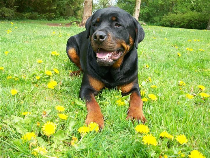 Rottweiler Tyson billede 19