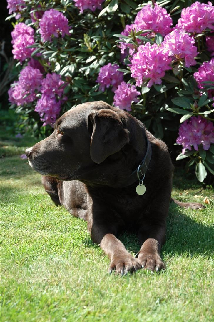 Labrador retriever Nutella billede 8