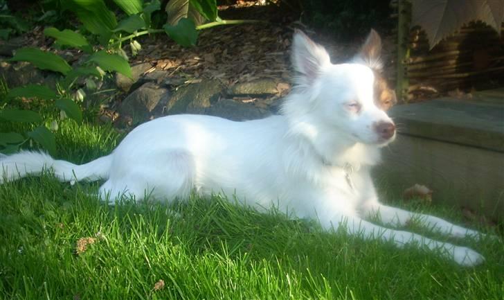 Blanding af racer Felix billede 10