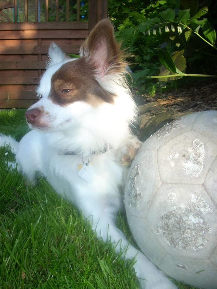 Blanding af racer Felix billede 11