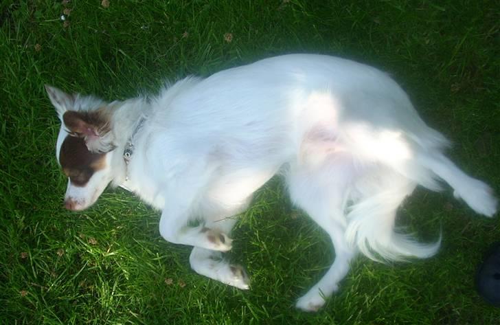 Blanding af racer Felix billede 12