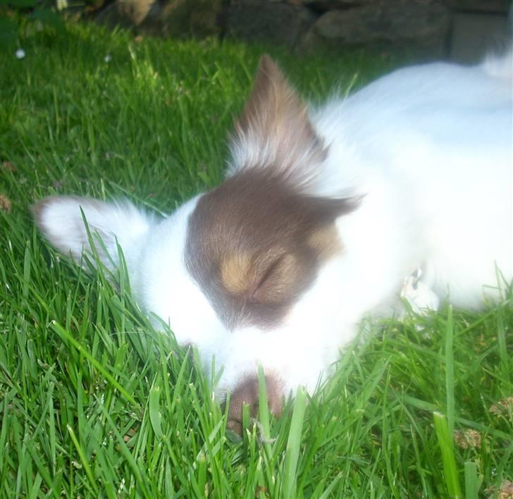 Blanding af racer Felix - Mit Yndlingsbilled ! billede 13