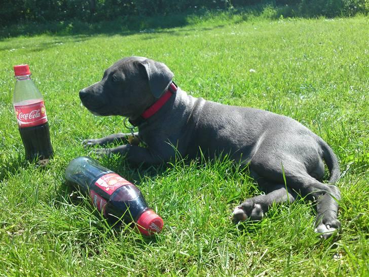 Amerikansk staffordshire terrier Nova billede 1