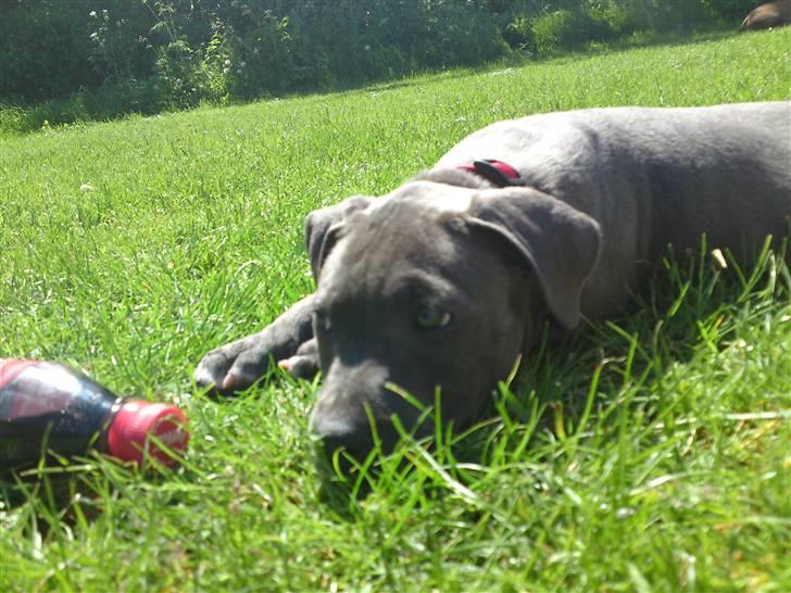 Amerikansk staffordshire terrier Nova billede 2