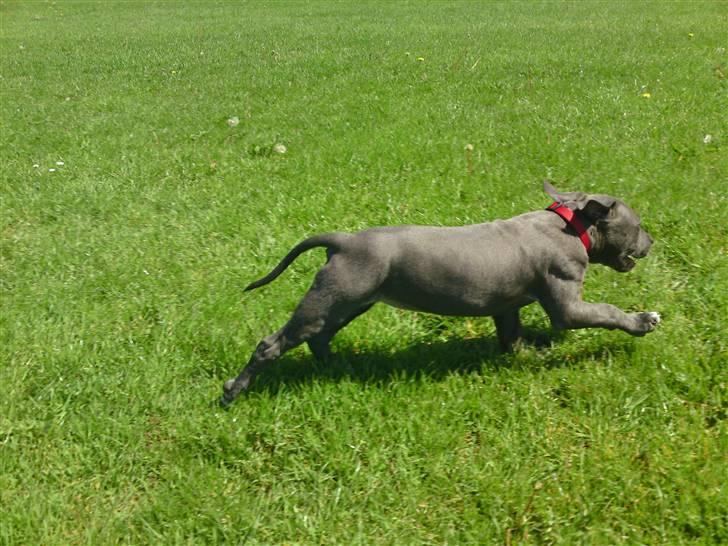 Amerikansk staffordshire terrier Nova billede 3